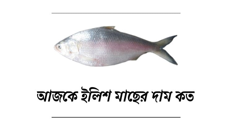 আজকে ইলিশ মাছের দাম কত