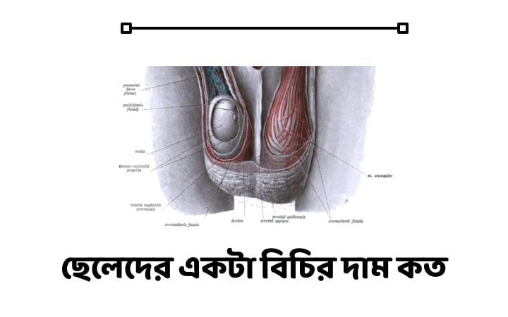 ছেলেদের একটা বিচির দাম কত
