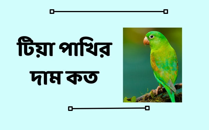 টিয়া পাখির দাম কত