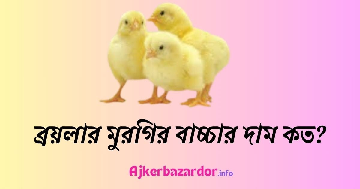 আজকে ব্রয়লার মুরগির বাচ্চার দাম কত ২০২৪